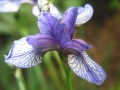 Iris “Flight of the Butterflies”