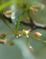 Fernleaf Buckthorn